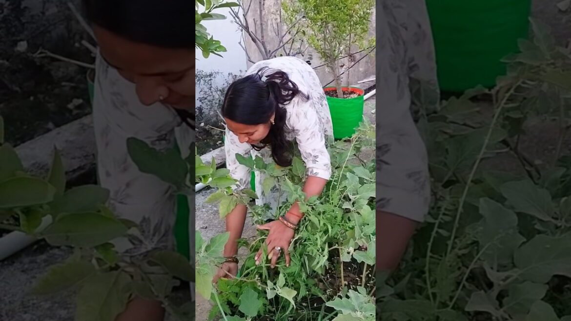 ये बैगन तो छुपा रुस्तम निकला 😲#youtubeshorts #minivlog #gardening #viralvideo #shorts ये बैगन तो छुपा रुस्तम निकला 😲#youtubeshorts #minivlog #gardening #viralvideo #shorts
