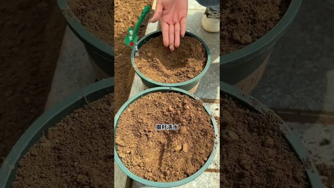 Top Tips for Potted Vegetable Gardening: Choose the Right Variety Top Tips for Potted Vegetable Gardening: Choose the Right Variety