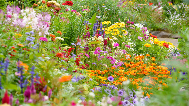 Flower garden in bloom
