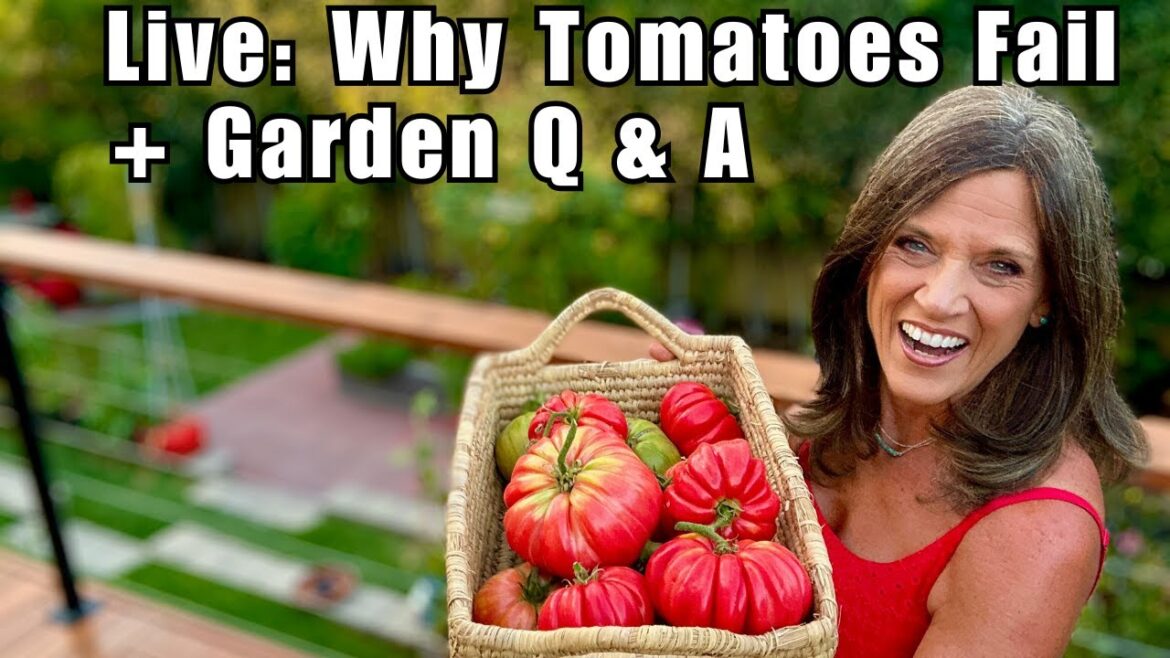 CaliKim: Why Tomatoes Fail Early in the Season + LIVE Q&A Why Tomatoes Fail Early in the Season + LIVE Q&A
