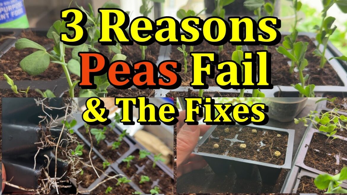 3 Reasons Pea Transplants Fail & the Simple Fixes (Start Peas Correctly)