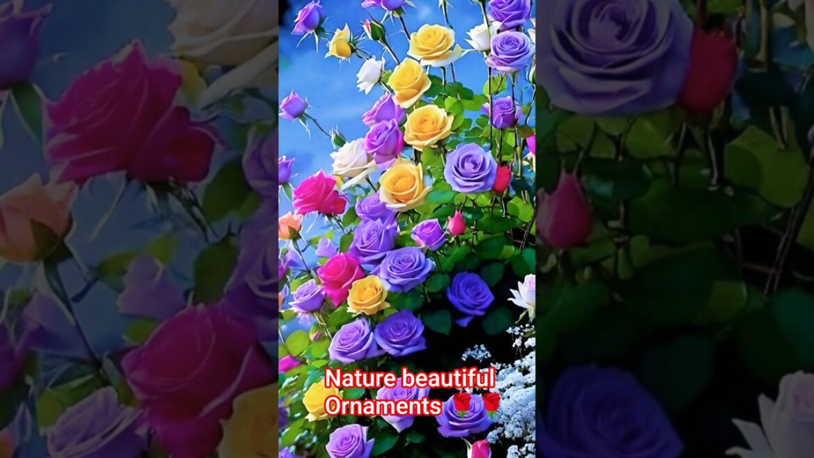 Colorful Rosesš¹š¹š¹| Natureās Brightest Beauty#rosesā#beautifulgardensā#naturelā#viral#trending#shorts Colorful Rosesš¹š¹š¹| Natureās Brightest Beauty#rosesā#beautifulgardensā#naturelā#viral#trending#shorts