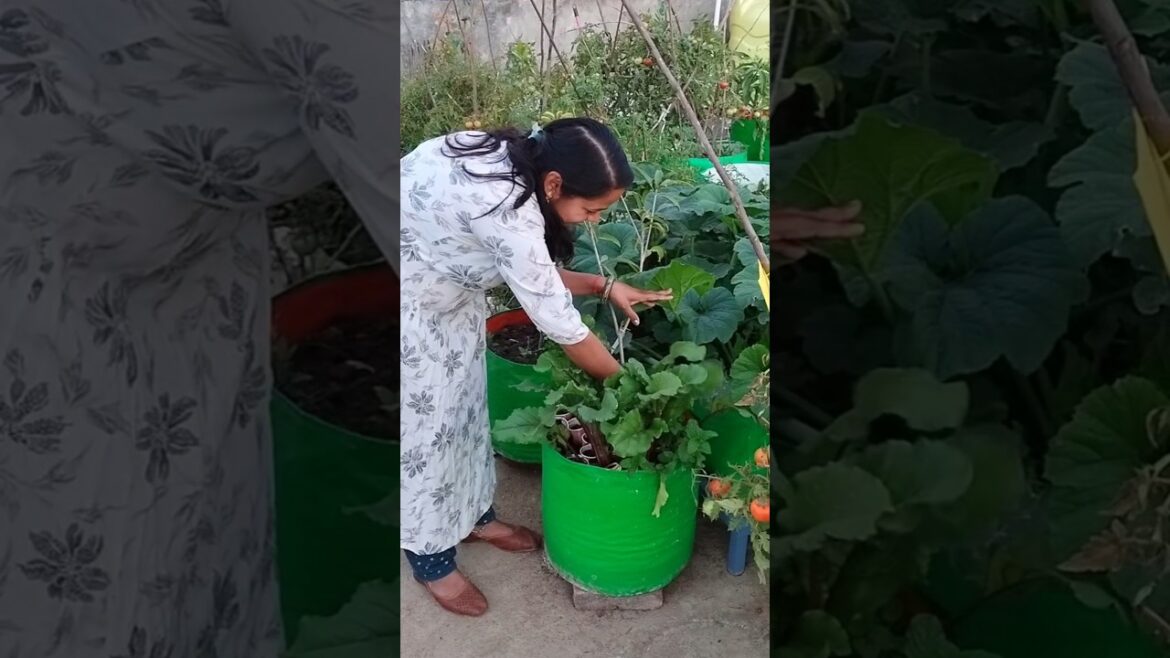 इतने सारे पौधों से अब छत खराब हो जाएगी 😟😟 #youtubeshorts #gardening #terracegarden #viralshorts इतने सारे पौधों से अब छत खराब हो जाएगी 😟😟 #youtubeshorts #gardening #terracegarden #viralshorts