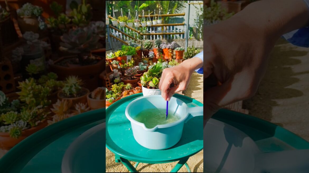 Watch This Succulent Transform After Repotting #succulent #senda #sendatrangia #garden #cactus