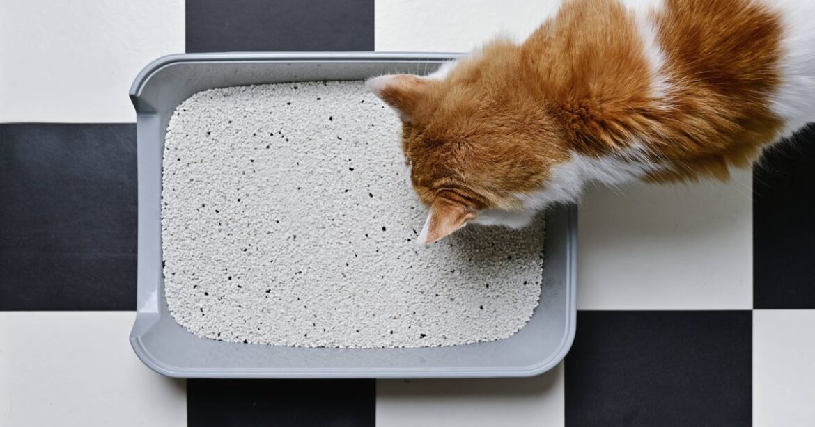 Brits urged to put cat litter in the garden in March