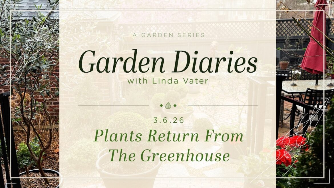 Begonias, Olive Trees, Geraniums Return from the Greenhouse | Garden Diaries | Linda Vater 🌿 Begonias, Olive Trees, Geraniums Return from the Greenhouse | Garden Diaries | Linda Vater 🌿