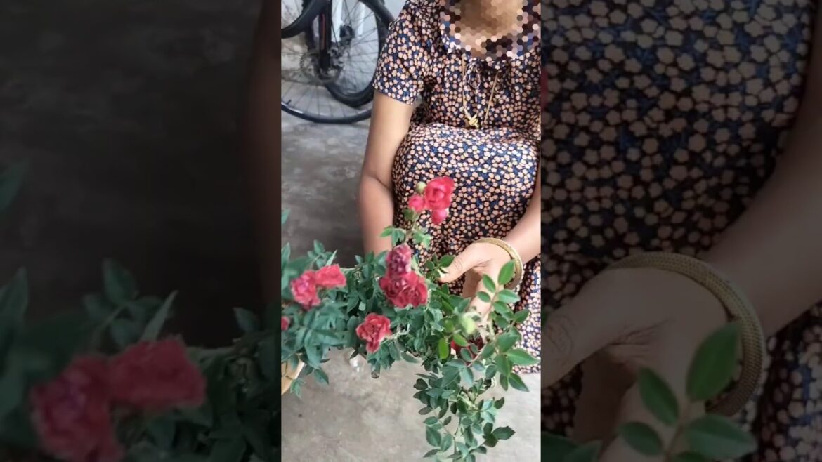 Red climbing Cascade rose unboxing/ creeper rose