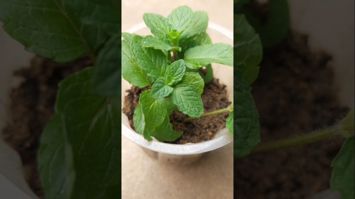 🔴Grow mint🌱/pudina easily in a small container#shorts#plants#pudina#mint#easytogrow#garden#gardening