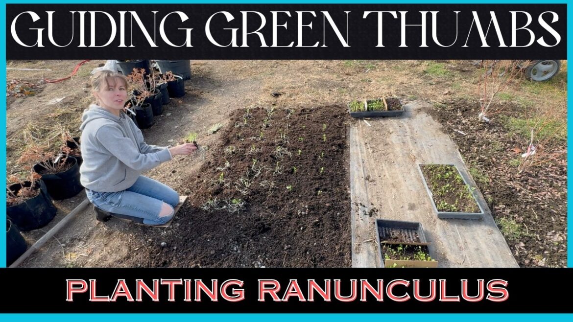 PLANTING RANUNCULUS / COOL SEASON FLOWERS / SPRING GARDEN TIPS