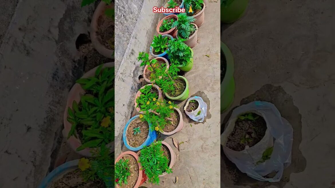 Soldier Soldier #garden #gardening #flowers #nursery #UpdateGardening #chadbagan