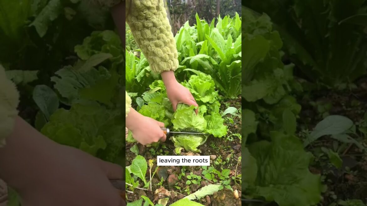 Tip to harvest lettuce #shorts #plantingtips