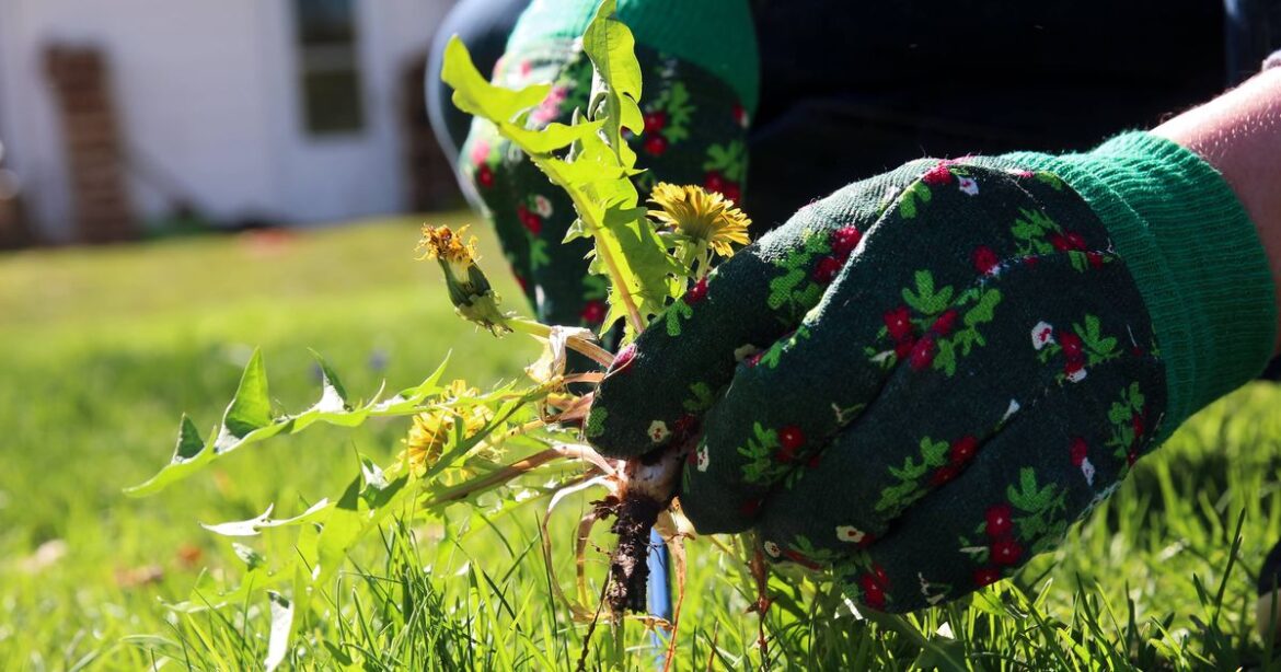 Remove weeds easily and help plants flourish with 1 simple task this month Remove weeds easily and help plants flourish with 1 simple task this month