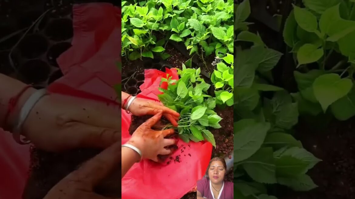 tarakaariko biruwa pyaking garne sajilo tarika#trending #agriculture #farming #plants ideas#