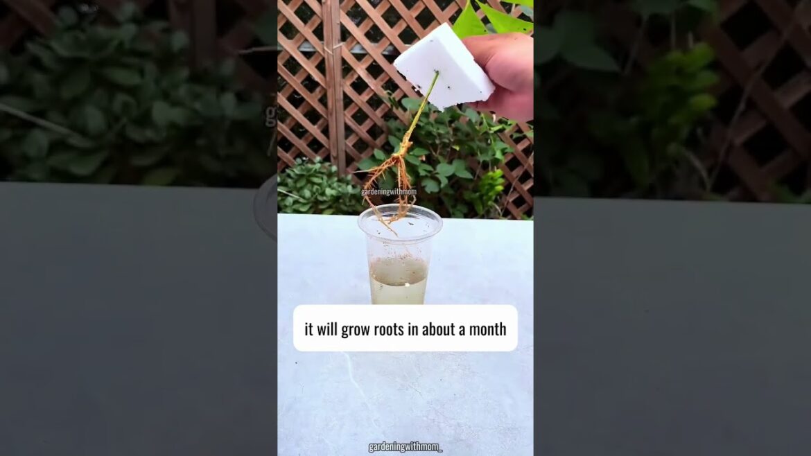 Top 5 Gardening Tricks Every Beginner Must Know 🌱 | beginner gardening tips, plant care guide,