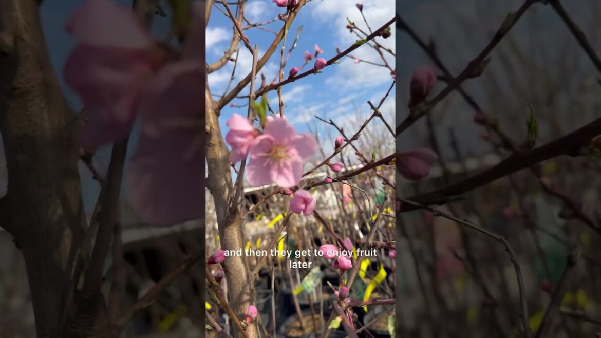 Fruit tree in the front yard? #garden #landscape #plants #fruittrees #gardening