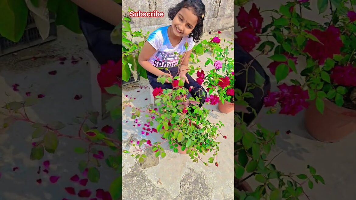 এত গোলাপের মাঝে আমি #garden #gardening #flowers #nursery #UpdateGardening #chadbagan