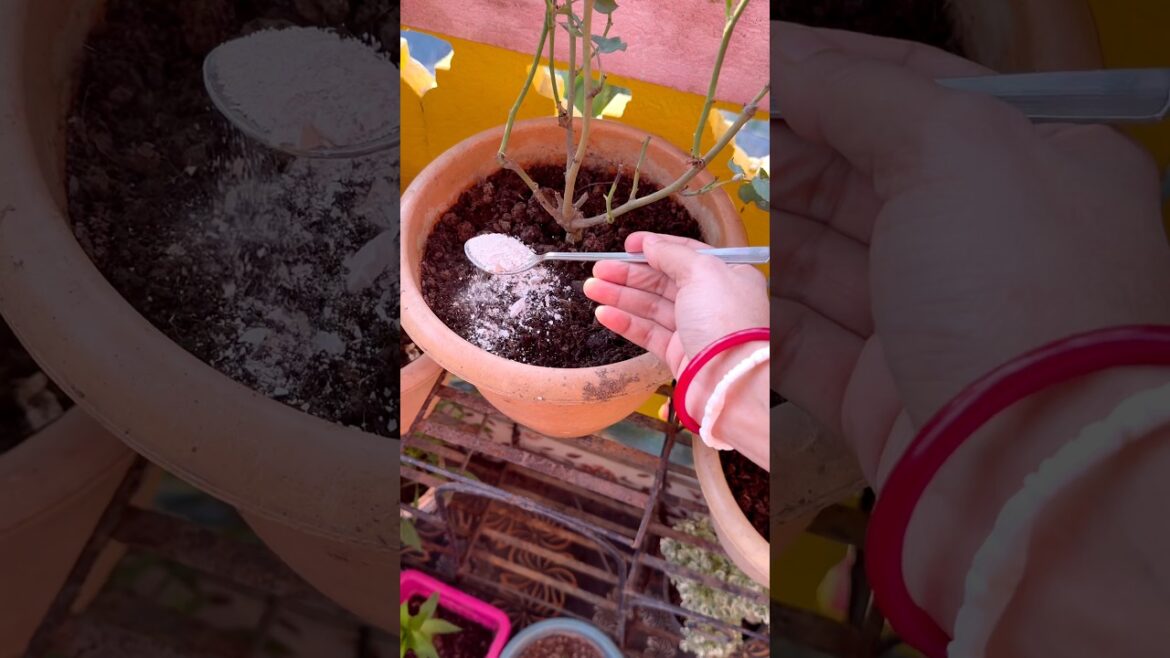 3 Expired Kitchen Items That Work Like Magic Fertilizer! #garden #plants #gardening 3 Expired Kitchen Items That Work Like Magic Fertilizer! #garden #plants #gardening