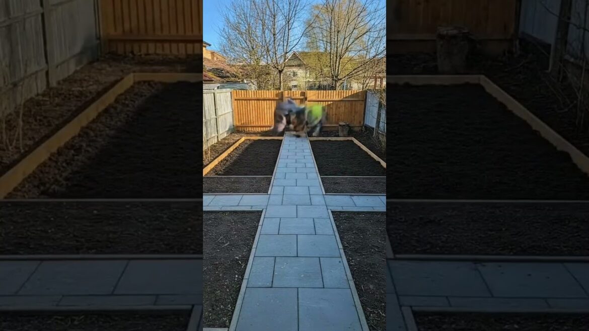 Old Dirty 🧹 Backyard into a Beautiful 🥰 Garden #renovation  #youtubeshorts #shorts