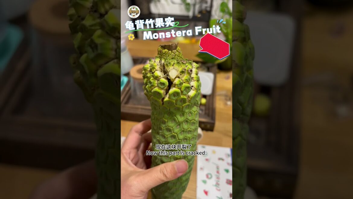 Is Monstera fruit edible? 龟背竹的果实能吃吗#gardening#gardenplants #garden #ediblegardening #backyardgarden