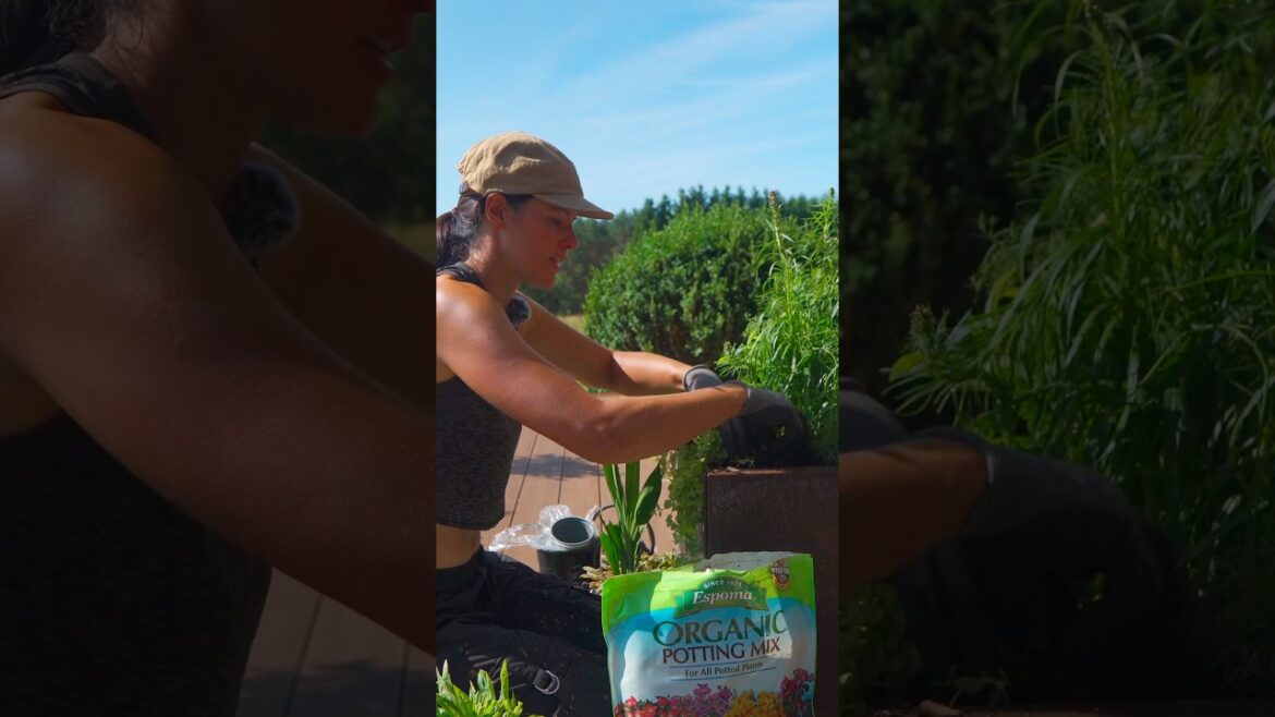 POLLINATOR PERENNIAL Container Planting #gardening #containergardening