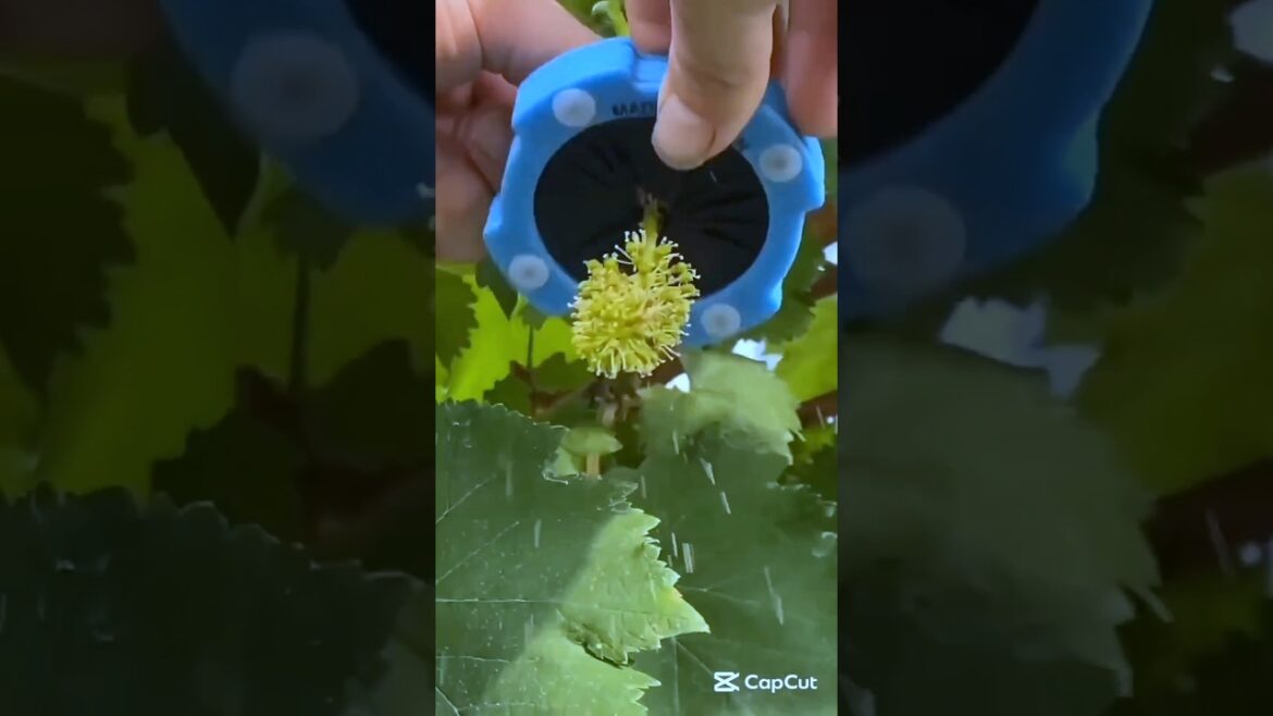 grape thinning technique #pumpkin #pruning #thinning #grape #agriculture #farming #gardening #tips