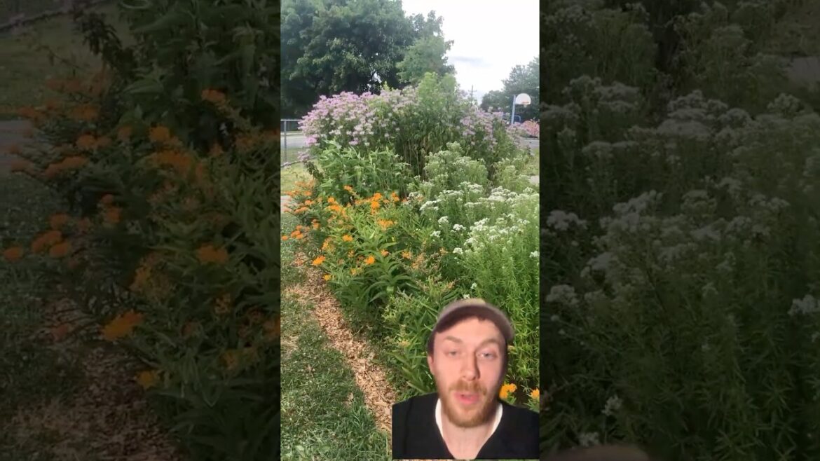 We replaced this pointless grass island with native WILDFLOWERS! #garden We replaced this pointless grass island with native WILDFLOWERS! #garden
