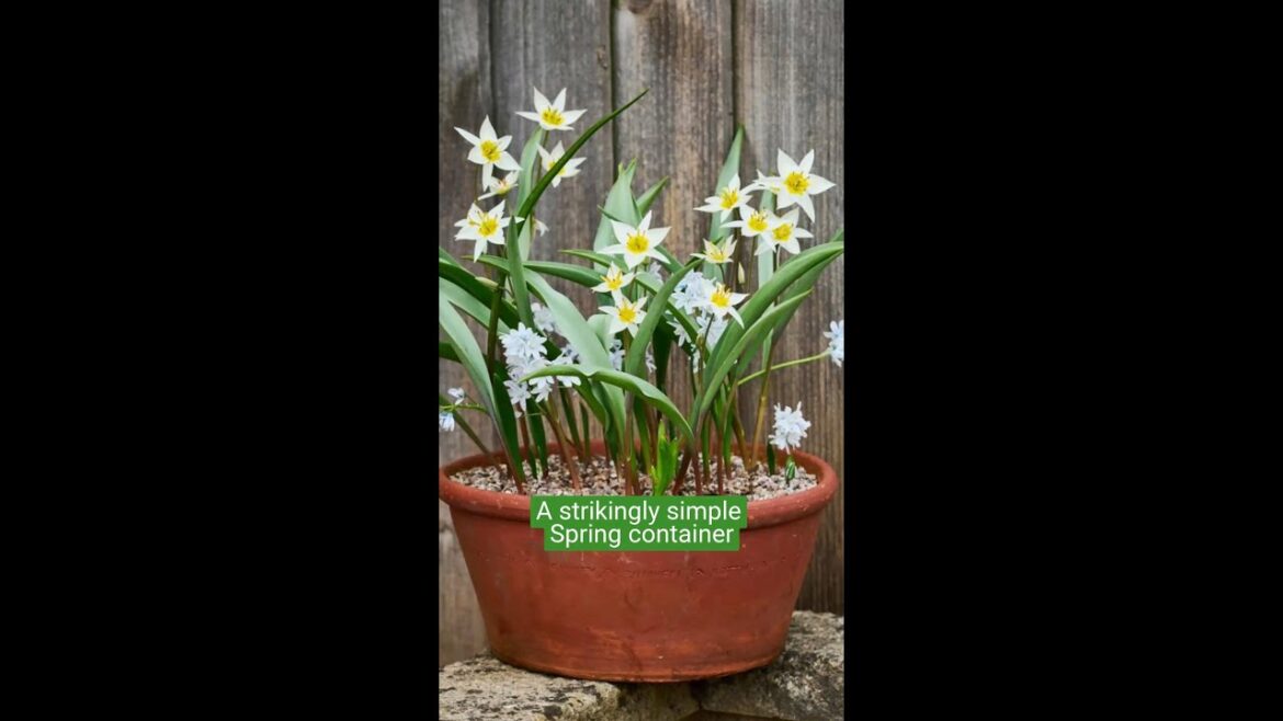 A strikingly SIMPLE spring container