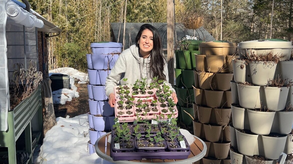 Seedling Update, Garden Plans & Starting Lettuce Seeds Seedling Update, Garden Plans & Starting Lettuce Seeds