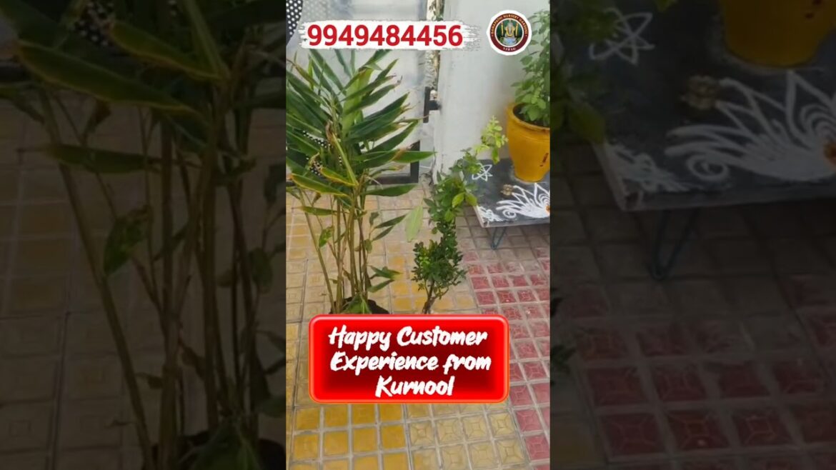 ❤️ Happy Customer Experience from Kurnool❤️ @ 9949484456#shortsfeed#gardening#plants#tips#nursery#