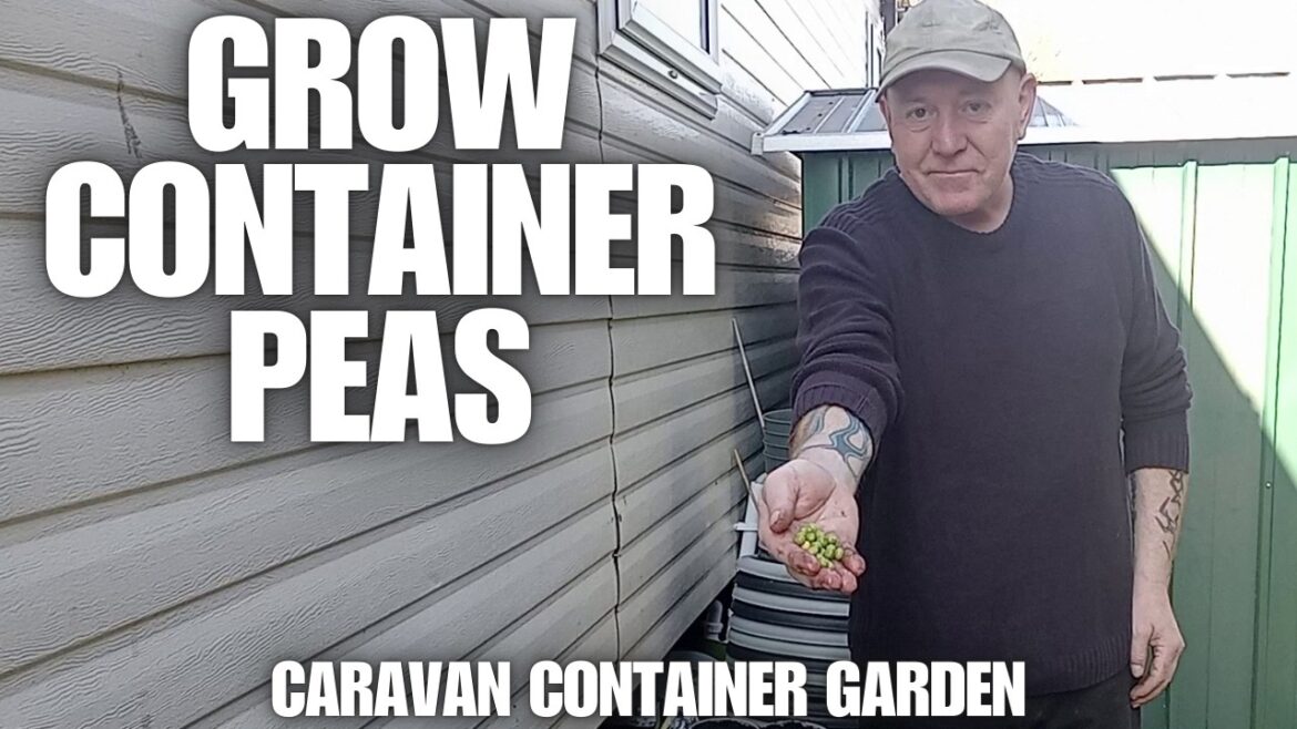 How To Grow Container Peas [Container Gardening ]