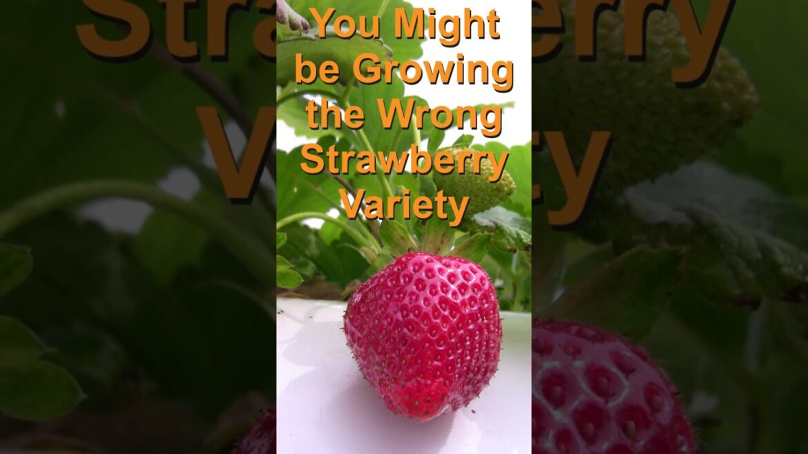 You Might Be Growing the Wrong Strawberry Variety #strawberry #containergardening You Might Be Growing the Wrong Strawberry Variety #strawberry #containergardening