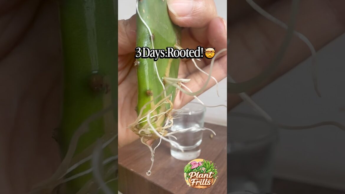 23/30 Zero Cost Challenge | Prickly Pear Cactus🌵 #plantfrills #30days30plants #cactus #propagation 23/30 Zero Cost Challenge | Prickly Pear Cactus🌵 #plantfrills #30days30plants #cactus #propagation