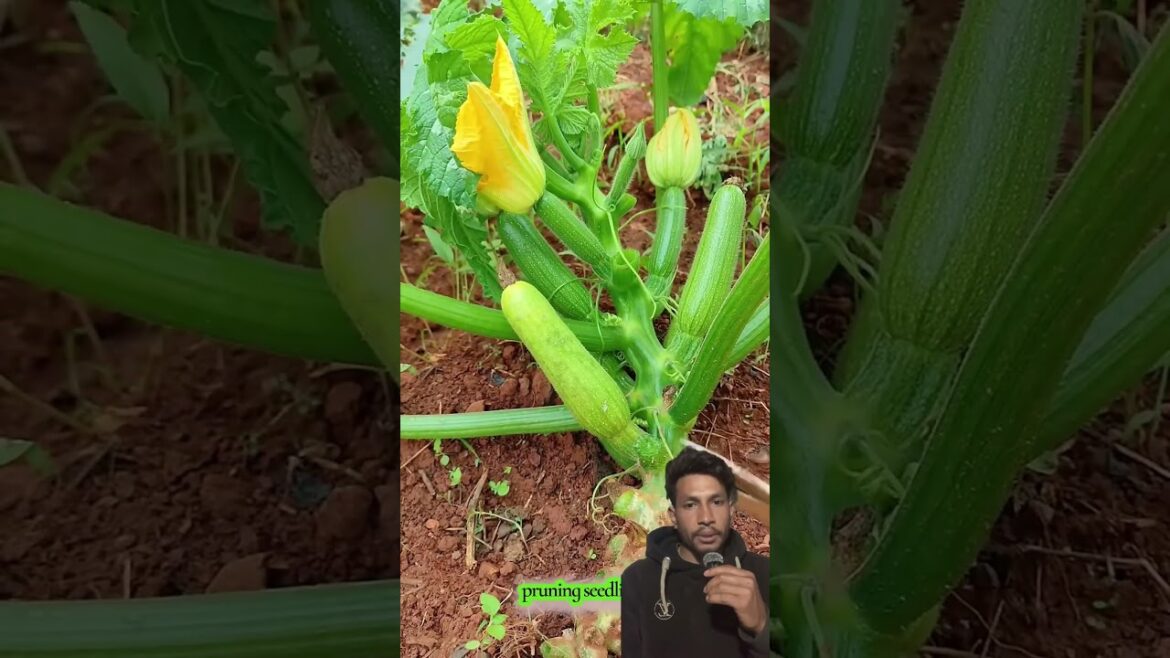 Farsi ko batila katxat garne tarika #agriculture #farming #satisfying #cuttingskills #shortsfeed
