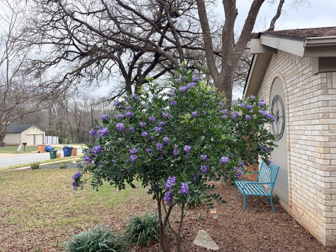 She’s never bloomed like this!Give it up for my sweet lil gal pal Dame Mountain Laurel She’s never bloomed like this!Give it up for my sweet lil gal pal Dame Mountain Laurel