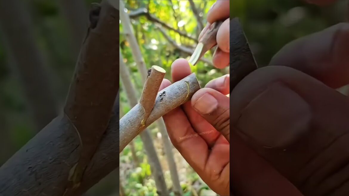Easy method of  grafting new tree branches #treanding #grow #garden