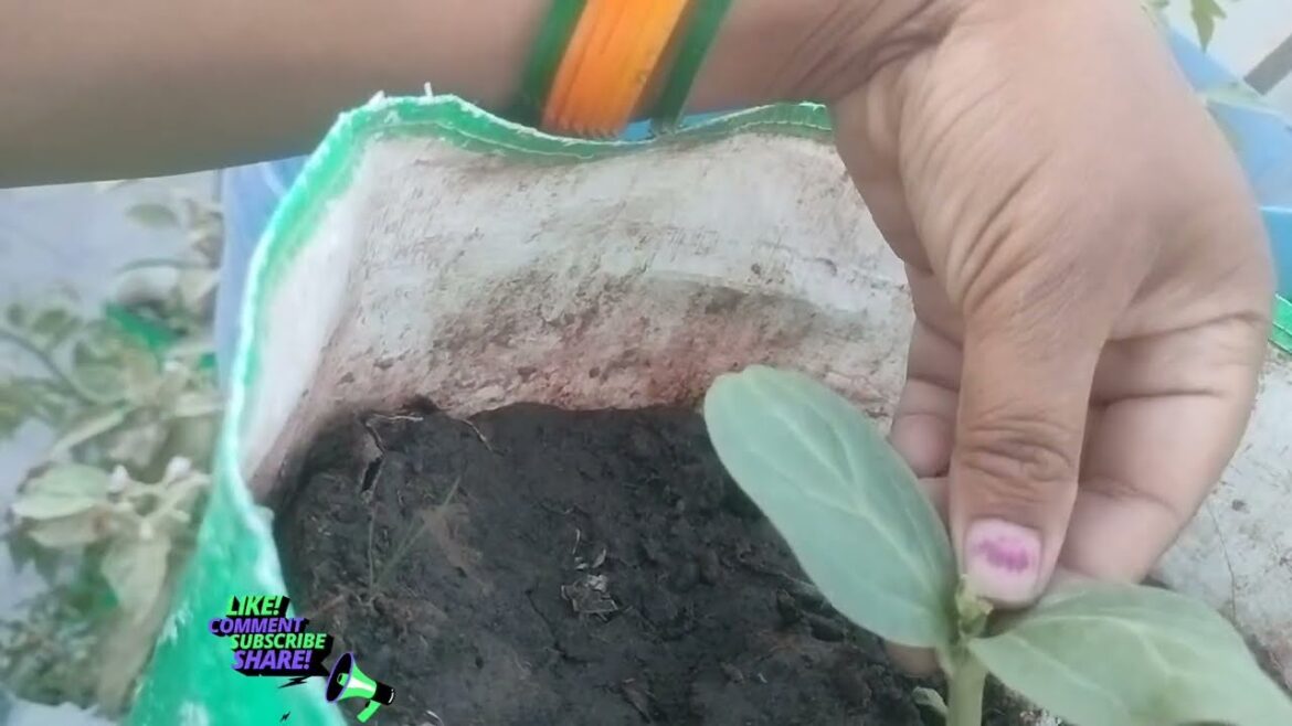 तो चलिए मेरे साथ गार्डन में कुछ देखते हैं क्या क्या सब्जी और फल लग रहेहैंHow to gardening तो चलिए मेरे साथ गार्डन में कुछ देखते हैं क्या क्या सब्जी और फल लग रहेहैंHow to gardening