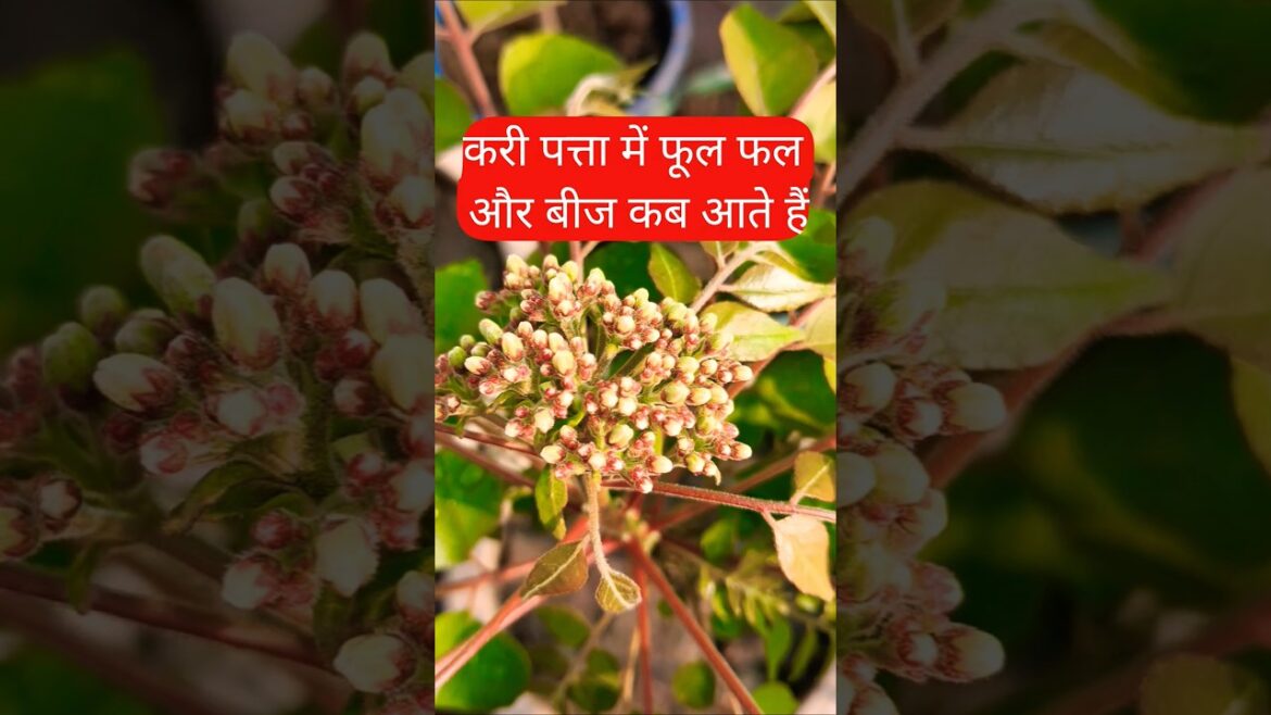 करी पत्ता में फूल फल और बीज कब आते हैं #shorts #gardening करी पत्ता में फूल फल और बीज कब आते हैं #shorts #gardening