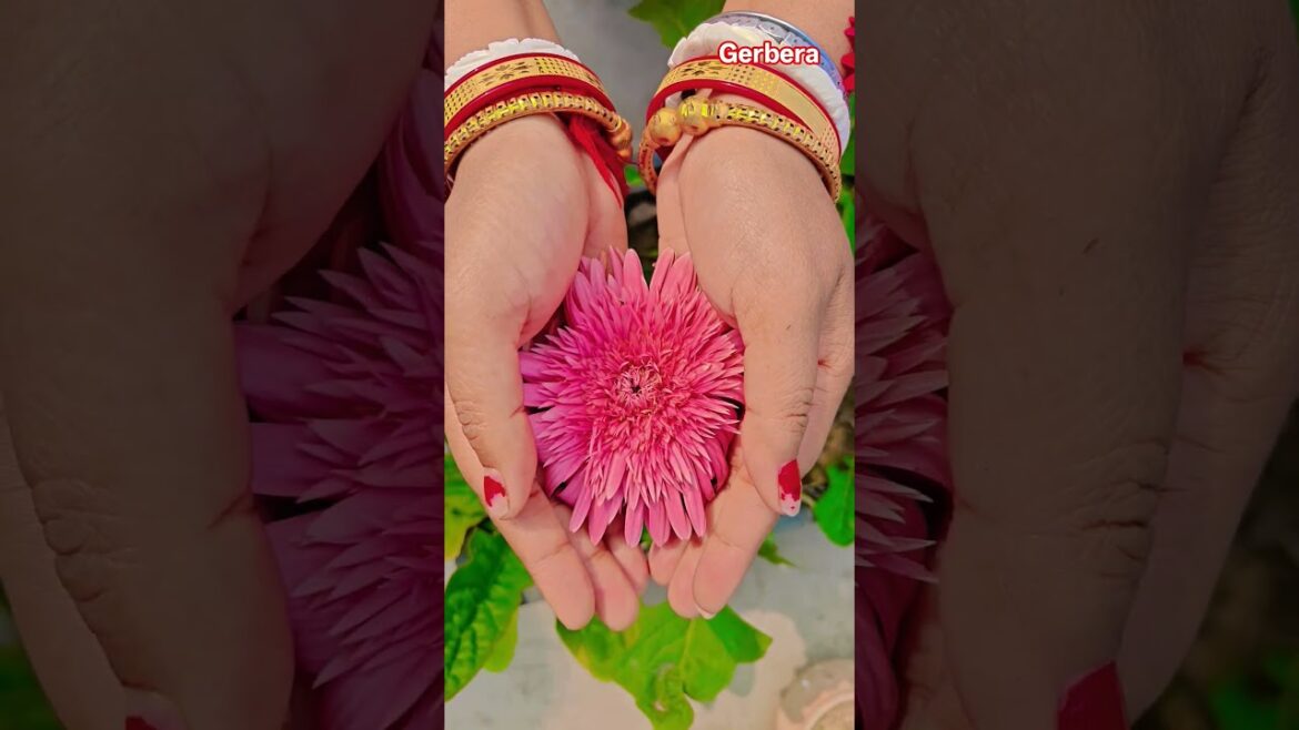 ফুল নিয়ে টিকটক #gardening #youtubeshorts #UpdateGardening #garden #youtubeshort #flowers #rose ফুল নিয়ে টিকটক #gardening #youtubeshorts #UpdateGardening #garden #youtubeshort #flowers #rose