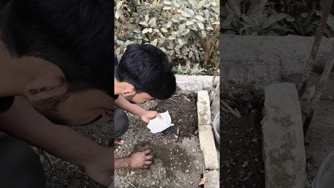 এটা আমি কিসের বীজ🌱লাগালাম বন্ধুরা..?😯#shorts#plants#gardeningtips#gardendesign#ytshorts#gardening