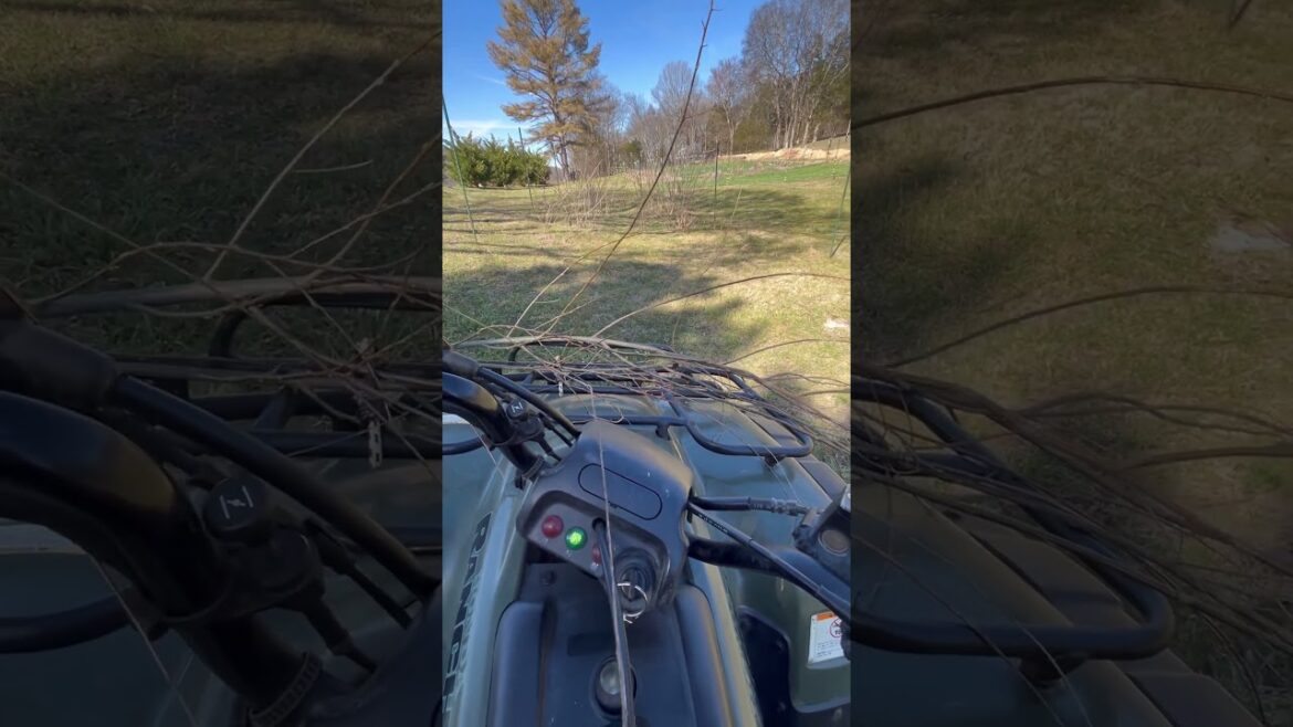 Making Willow babies! #garden #pruning #rootingcuttings