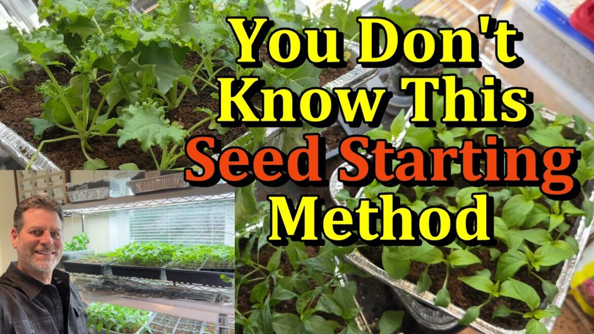 Gary Pilarchik: The Foil Tray Seed Seed Starting Method for Tomato, Pepper, & Other Transplants (Save Space & Money) The Foil Tray Seed Seed Starting Method for Tomato, Pepper, & Other Transplants (Save Space & Money)