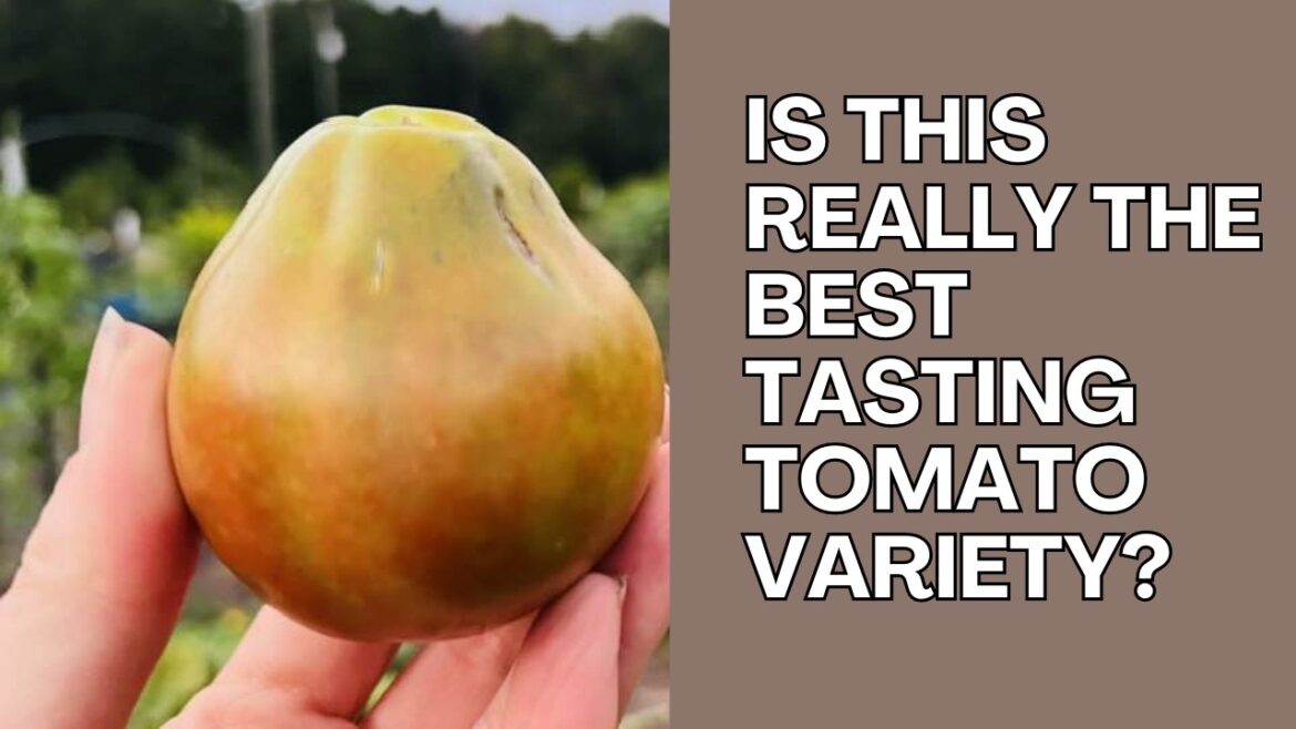 Japanese Black Trifele Tomato