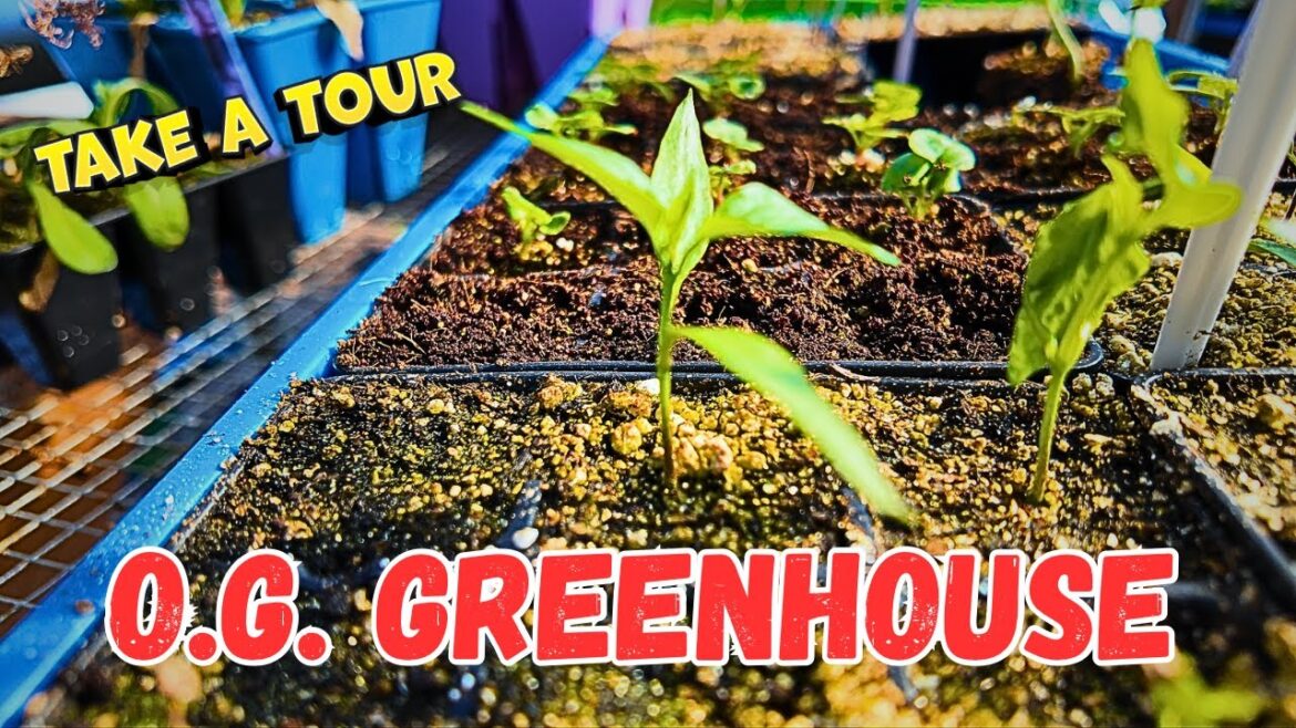 My Greenhouse Is Bursting at the Seams: Let's Tour!