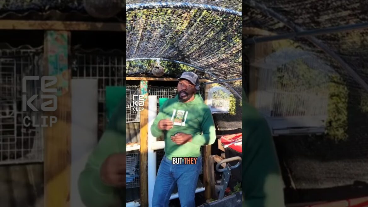 COUNTRYMARRO: Gardening Tips, Urban Gardening & Vegetable Growing #shorts