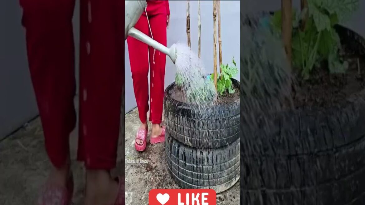 Watermelon cultivation, funny trends. #kidssong #garden Watermelon cultivation, funny trends. #kidssong #garden