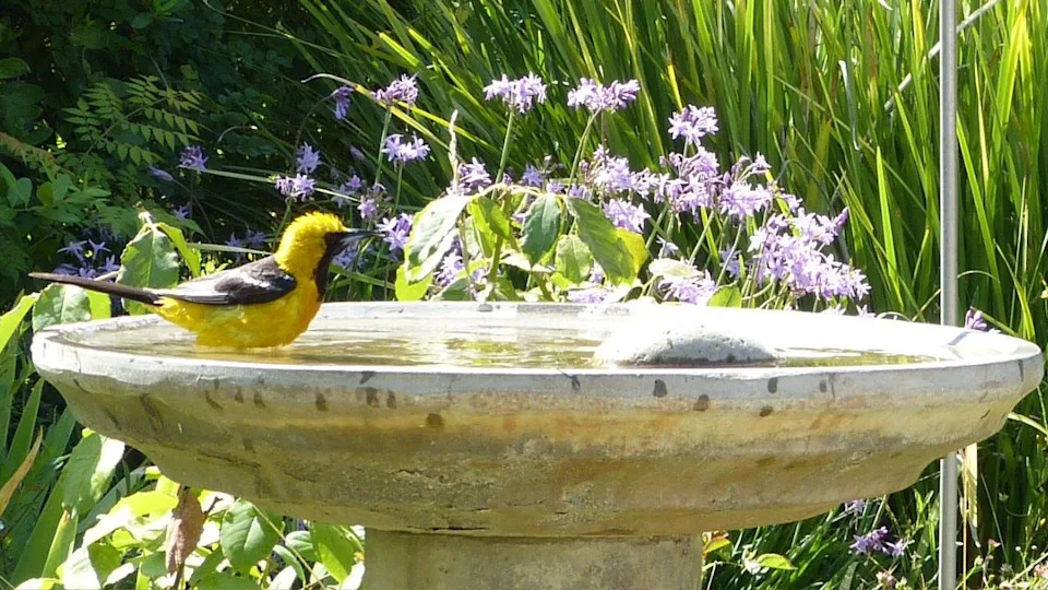 Hooded Oriole at the bird bath garden