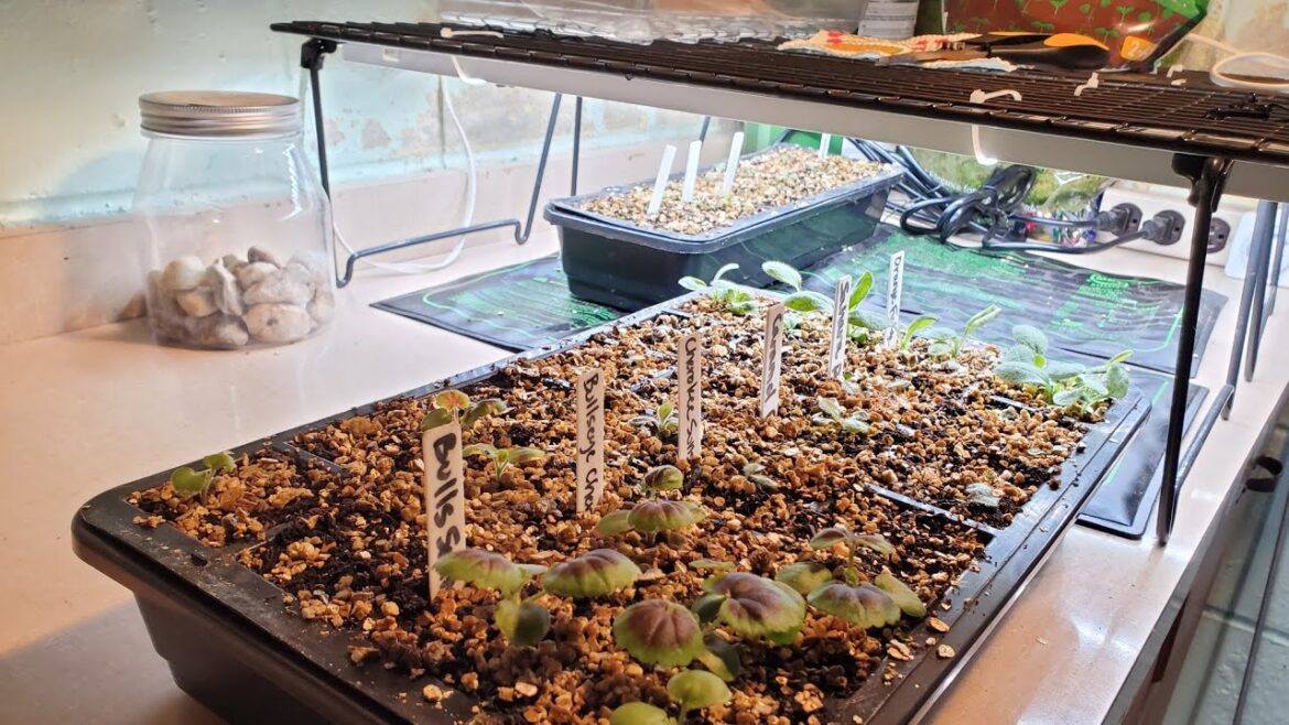Seed Starting and Grow Light Rig (Cobbled Together)