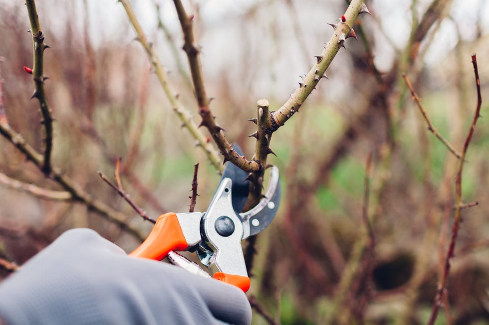 Gardener pruning rose bush in spring garden with secateur. Taking care of shrub. Outdoor chores