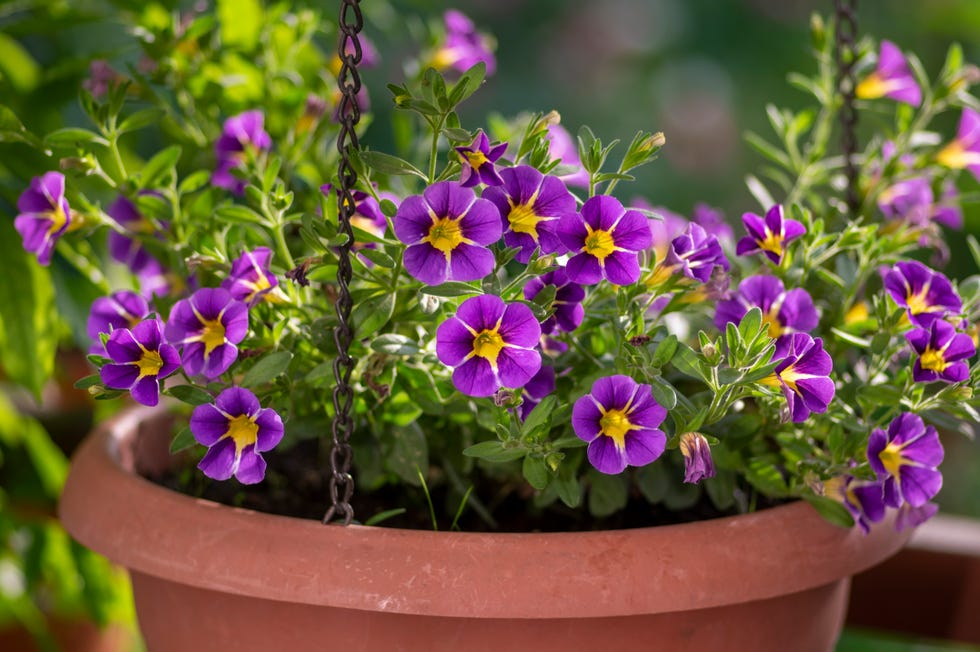 Calibrachoa parviflora seaside petunia starlight blue flowers in bloom, bright color flowering ornamental million bells plant