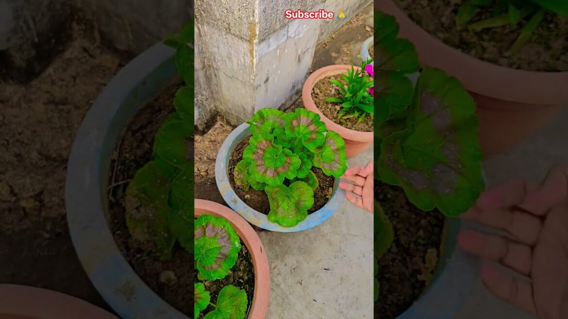 স্পেঞ্জি গাছ কত সুন্দর হয়েছে #garden #gardening #flowers #nursery #UpdateGardening #chadbagan স্পেঞ্জি গাছ কত সুন্দর হয়েছে #garden #gardening #flowers #nursery #UpdateGardening #chadbagan